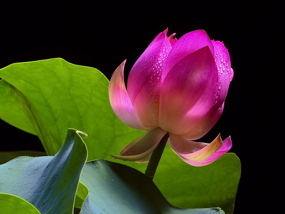 一張以 iPhone 17 Pro 拍攝的花朵照片，細節清晰可見。