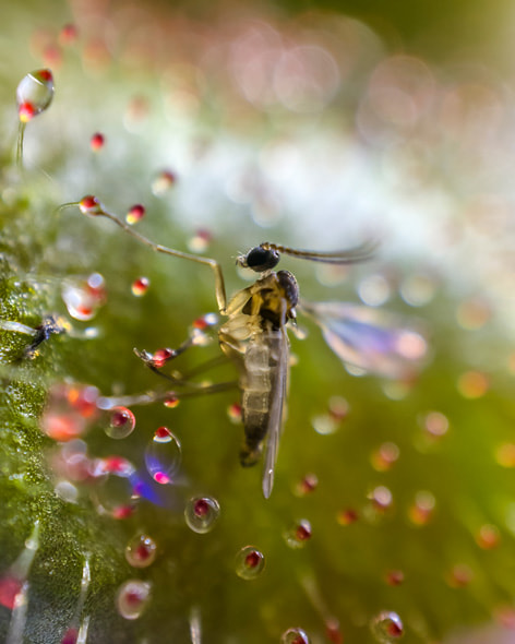 A close-up of a fungus gnat caught in the sticky drops of the carnivorous sundew plant.