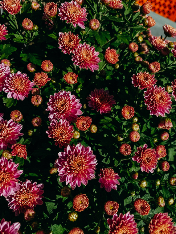 Shot on iPhone 11 by Shekeyia.