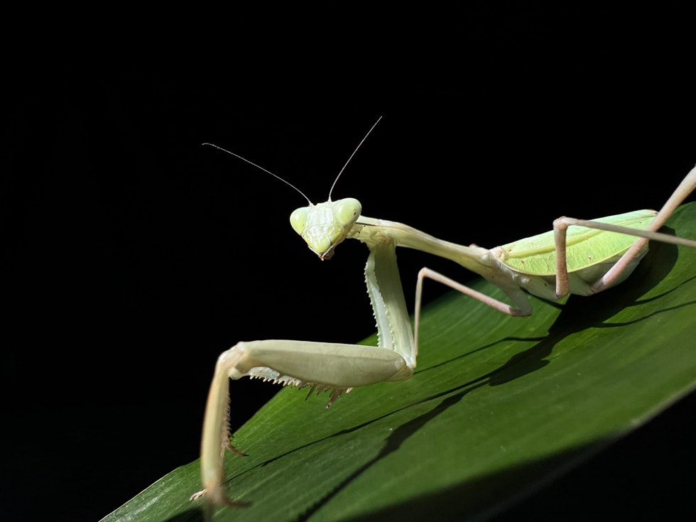 A photo taken using the Ultra Wide camera on iPhone 13 Pro.