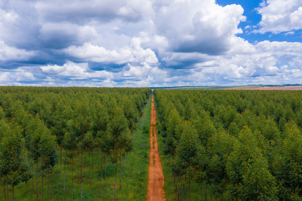 Panoramic shot with a road down the middle of a Restore Fund project in Paraguay.